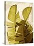 Palm Fronds III-Rachel Perry-Stretched Canvas