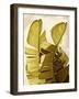 Palm Fronds III-Rachel Perry-Framed Art Print