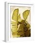 Palm Fronds III-Rachel Perry-Framed Art Print
