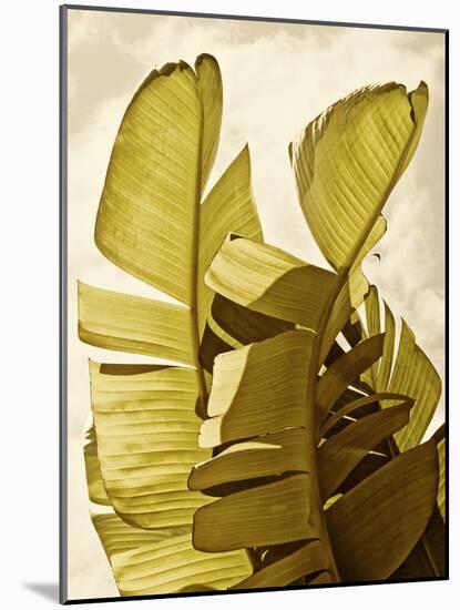 Palm Fronds III-Rachel Perry-Mounted Art Print