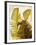 Palm Fronds III-Rachel Perry-Framed Art Print