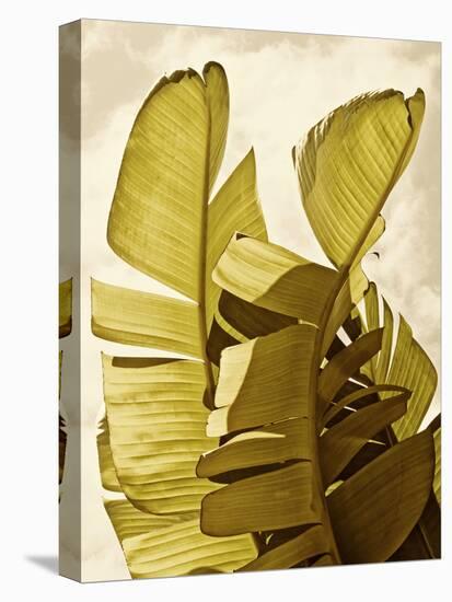 Palm Fronds III-Rachel Perry-Stretched Canvas