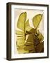 Palm Fronds III-Rachel Perry-Framed Art Print