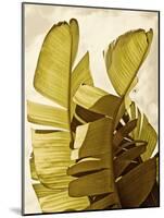 Palm Fronds III-Rachel Perry-Mounted Art Print