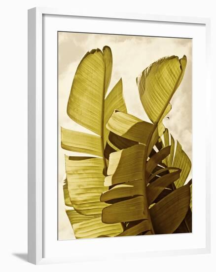 Palm Fronds III-Rachel Perry-Framed Art Print