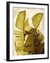 Palm Fronds III-Rachel Perry-Framed Art Print