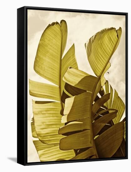 Palm Fronds III-Rachel Perry-Framed Stretched Canvas