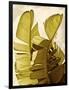Palm Fronds III-Rachel Perry-Framed Art Print