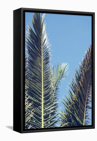 palm fronds in front of glorious blue sky,-Nadja Jacke-Framed Stretched Canvas