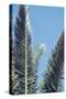 palm fronds in front of glorious blue sky,-Nadja Jacke-Stretched Canvas
