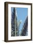 palm fronds in front of glorious blue sky,-Nadja Jacke-Framed Photographic Print