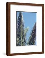 palm fronds in front of glorious blue sky,-Nadja Jacke-Framed Photographic Print