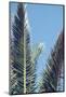 palm fronds in front of glorious blue sky,-Nadja Jacke-Mounted Photographic Print