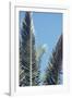 palm fronds in front of glorious blue sky,-Nadja Jacke-Framed Photographic Print