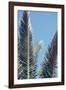 palm fronds in front of glorious blue sky,-Nadja Jacke-Framed Photographic Print