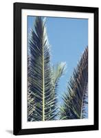 palm fronds in front of glorious blue sky,-Nadja Jacke-Framed Photographic Print