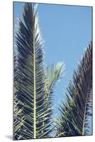 palm fronds in front of glorious blue sky,-Nadja Jacke-Mounted Photographic Print