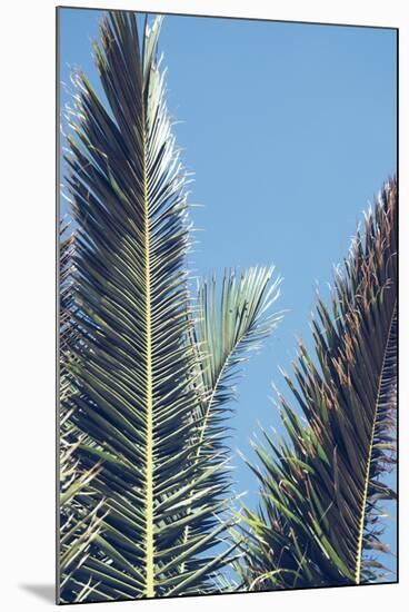 palm fronds in front of glorious blue sky,-Nadja Jacke-Mounted Photographic Print