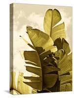 Palm Fronds IV-Rachel Perry-Stretched Canvas