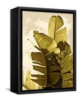 Palm Fronds IV-Rachel Perry-Framed Stretched Canvas