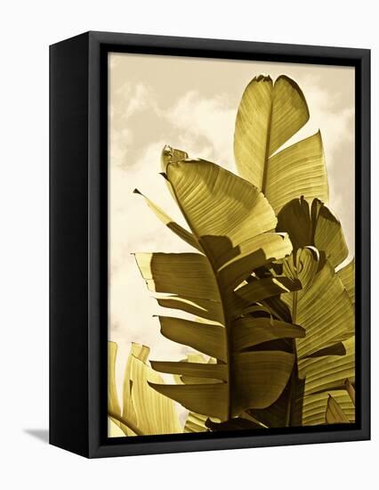 Palm Fronds IV-Rachel Perry-Framed Stretched Canvas