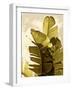 Palm Fronds IV-Rachel Perry-Framed Art Print