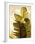 Palm Fronds IV-Rachel Perry-Framed Art Print