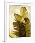 Palm Fronds IV-Rachel Perry-Framed Art Print