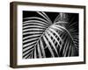 Palm Fronds-Debra Van Swearingen-Framed Art Print