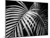 Palm Fronds-Debra Van Swearingen-Mounted Art Print