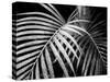 Palm Fronds-Debra Van Swearingen-Stretched Canvas