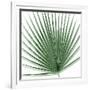 Palm Green III-Mia Jensen-Framed Art Print