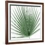 Palm Green III-Mia Jensen-Framed Art Print