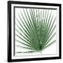 Palm Green III-Mia Jensen-Framed Art Print