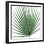 Palm Green III-Mia Jensen-Framed Art Print