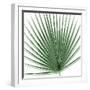 Palm Green III-Mia Jensen-Framed Art Print