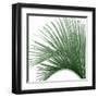 Palm Green IV-Mia Jensen-Framed Art Print