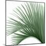 Palm Green IV-Mia Jensen-Mounted Art Print