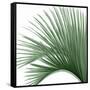 Palm Green IV-Mia Jensen-Framed Stretched Canvas