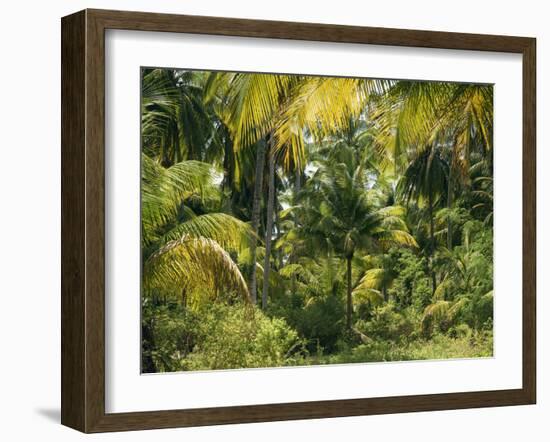 Palm Grove, Coconut Trees-Thonig-Framed Photographic Print