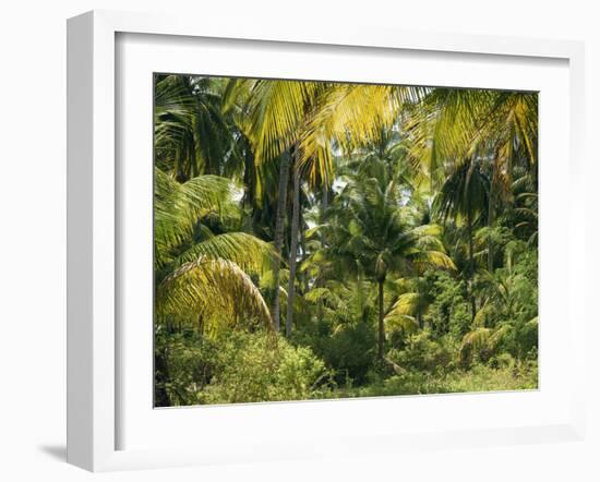 Palm Grove, Coconut Trees-Thonig-Framed Photographic Print