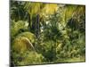 Palm Grove, Coconut Trees-Thonig-Mounted Photographic Print