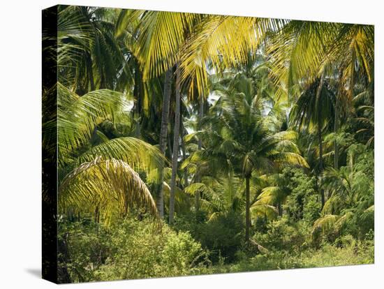 Palm Grove, Coconut Trees-Thonig-Stretched Canvas