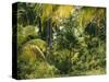 Palm Grove, Coconut Trees-Thonig-Stretched Canvas
