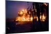 Palm Grove in Iraq (U.S. Detonated Explosions) Art Poster Print-null-Mounted Poster