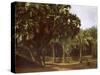 Palm Grove near Karnak, Egypt-English Photographer-Stretched Canvas