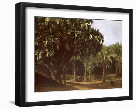 Palm Grove near Karnak, Egypt-English Photographer-Framed Giclee Print