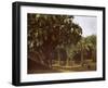 Palm Grove near Karnak, Egypt-English Photographer-Framed Giclee Print