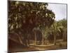 Palm Grove near Karnak, Egypt-English Photographer-Mounted Giclee Print