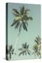 Palm Grove Westside-Chris Simpson-Stretched Canvas
